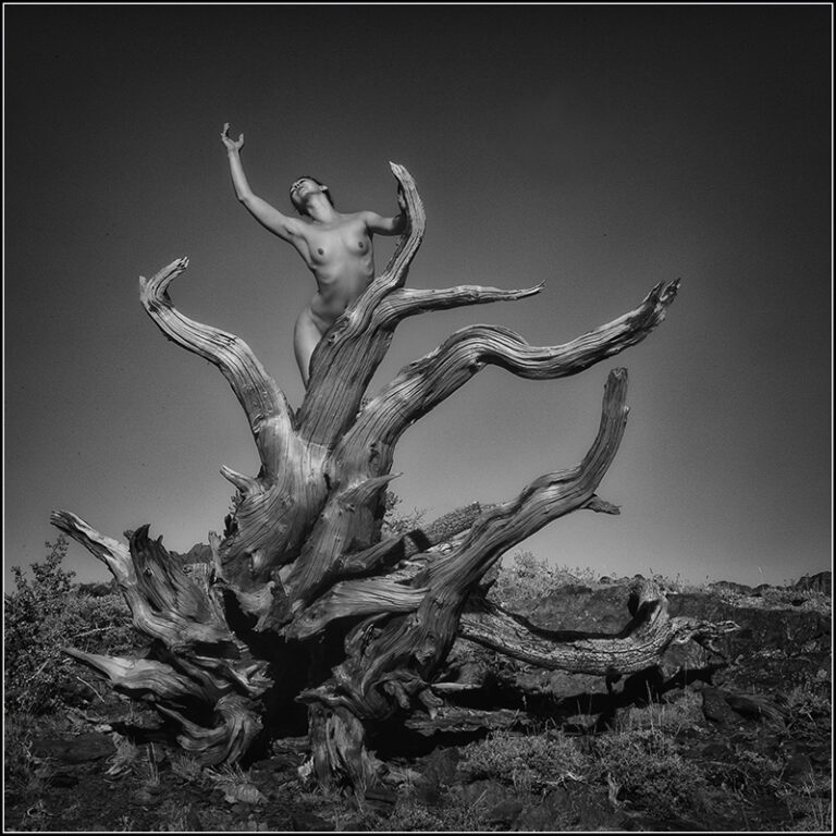 Bristle Cone Pines